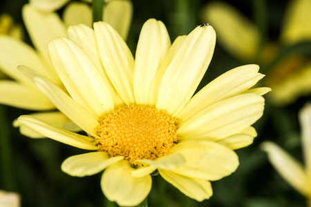 leucantehmum 朵鲜花，盛开在夏季时间