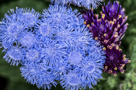 束水飞蓟花在夏日时光图片