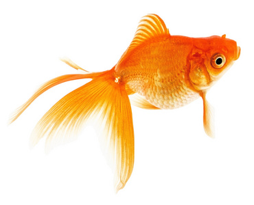 日本人黄金金鱼图片-日本人黄金金鱼素材-日本人黄金金鱼插画-摄图新