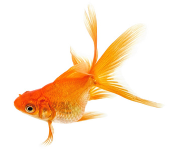 在白色的金鱼图片-在白色的金鱼素材-在白色的金鱼插画-摄图新视界