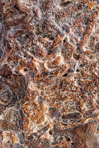 纹理的蕨化石图片