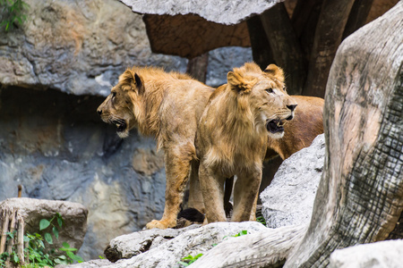 在泰国清迈动物园的两个狮子