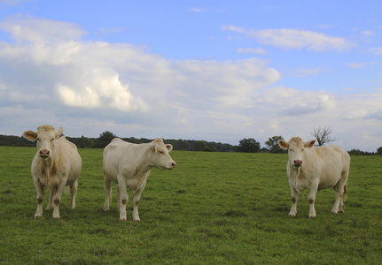 放牧对牧场在法国勃艮第的夏洛来牛