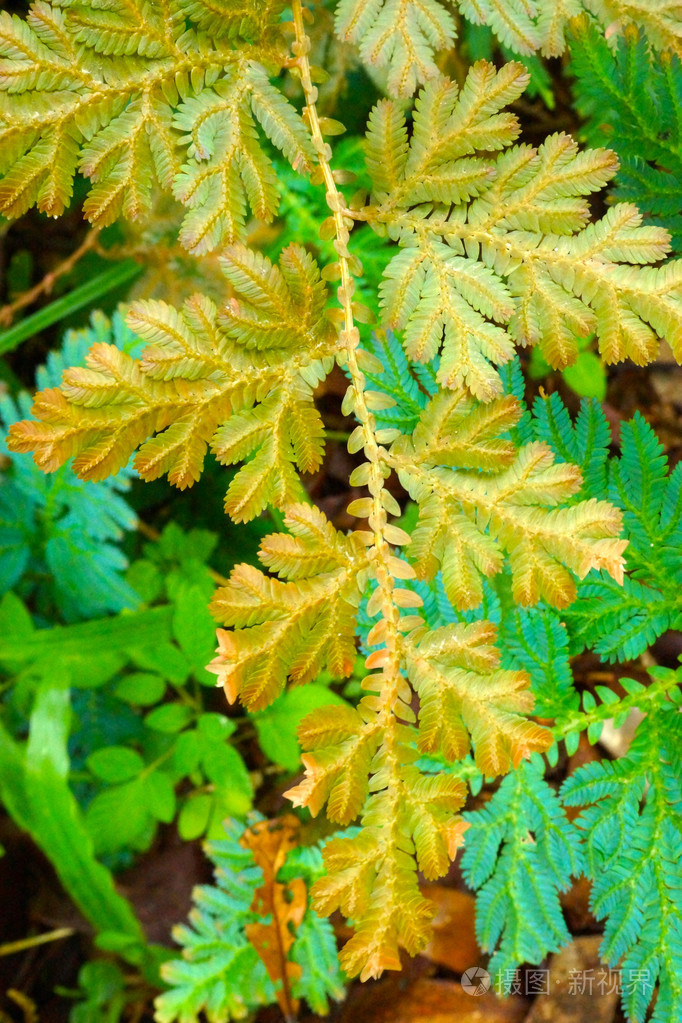 绿色的叶子的蕨类植物在森林里