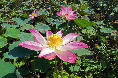 粉红色莲花盛开。在室外池