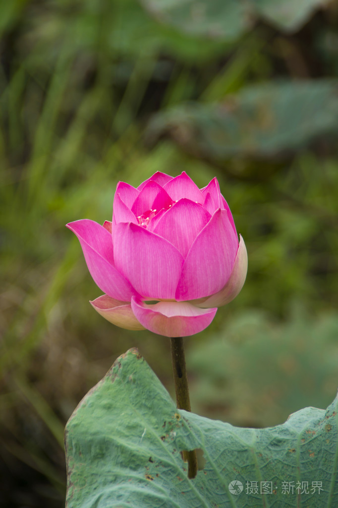 粉红色的美丽莲花佛教宗教象征