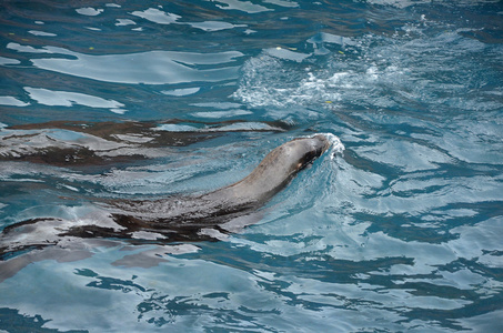 海狮在水里游泳