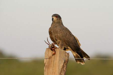 蜗牛鸢，rostrhamus sociabilis