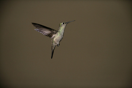 阴沉的蜂鸟，aphantochroa cirrochloris