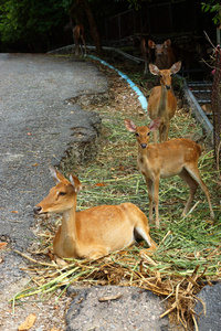 鹿，鹿，棕鹿。 cervuseldii