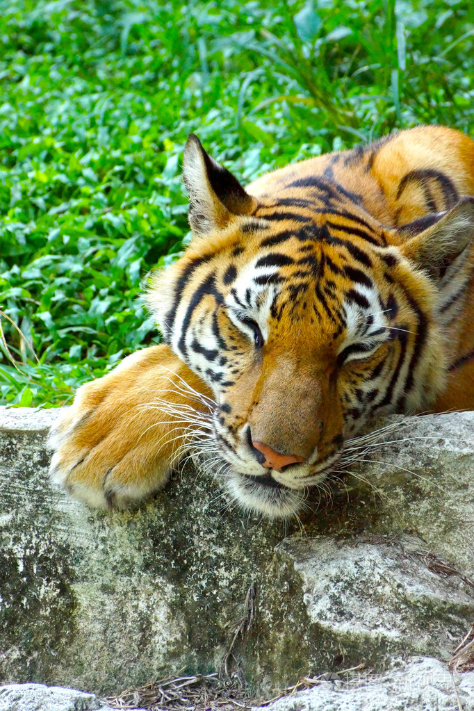 孟加拉虎正在睡觉