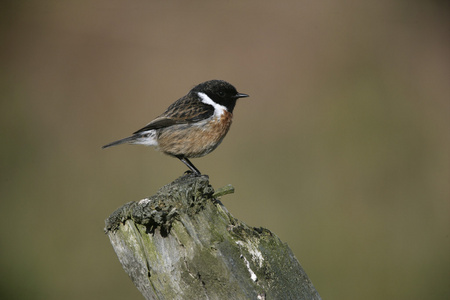 stonechat，该岩黄连