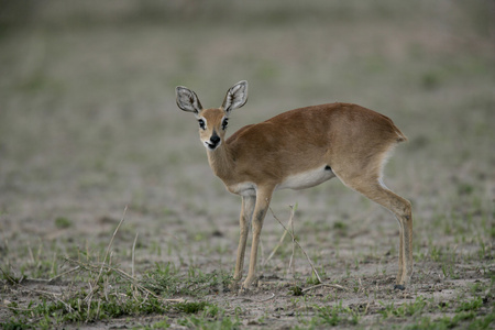 steinbuck，raphicerus 白菜