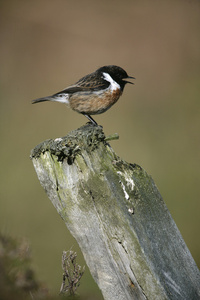 stonechat，该岩黄连