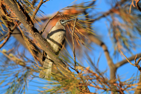 在澳大利亚北部的小 friarbird 腓利门 citreogularis