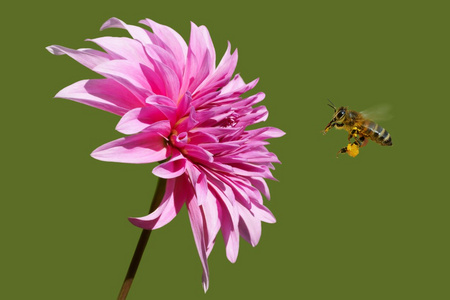 飞行中的蜜蜂API和大丽娅花园大丽娅洞穴。