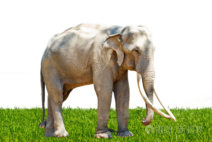 亚洲大象东南亚泰国