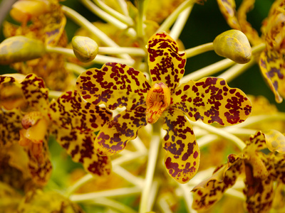 最大的兰花，在的世界里，科学的名称 grammatophyllum sp