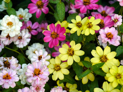 迷你百日草花Mini zinnia blommor