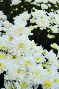 美丽的白菊花，在花园里