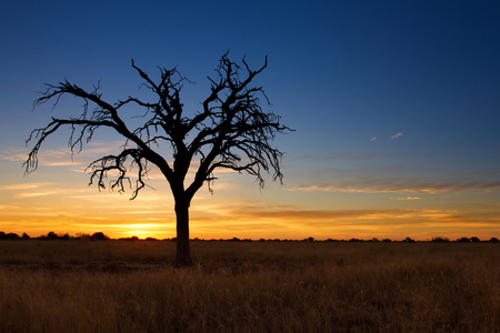 喀拉哈里沙漠与死树的可爱黄昏图片