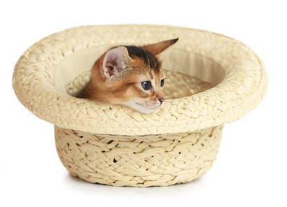 可爱的小小猫正坐在一顶帽子
