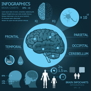 脑 infocharts 图