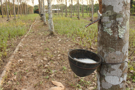 橡胶树的乳汁流进一个木碗，泰国