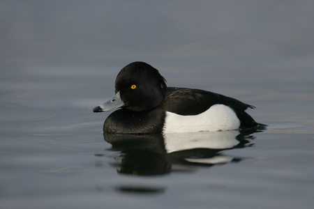 tufted 鸭，由天 fuligula