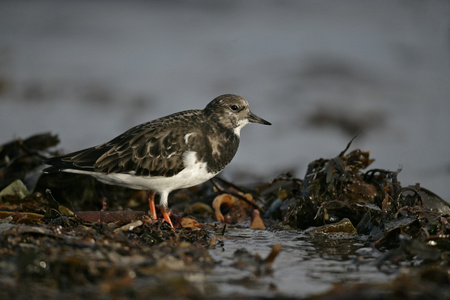 turnstone，蚤 interpres