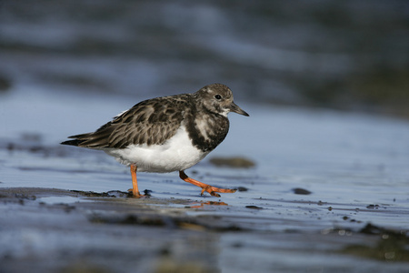 turnstone，蚤 interpres