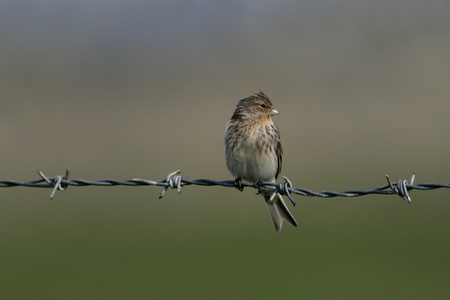 twite，黄雀 flavirostris