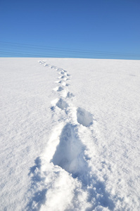 在雪地上的足迹