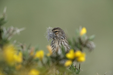 twite，黄雀 flavirostris