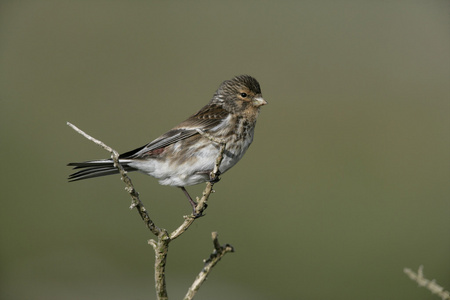 twite，黄雀 flavirostris