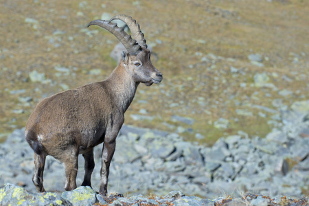 孤立的 ibex 鹿长角羊 steinbock