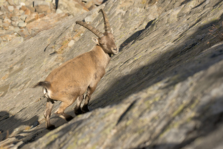 孤立的 ibex 鹿长角羊 steinbock