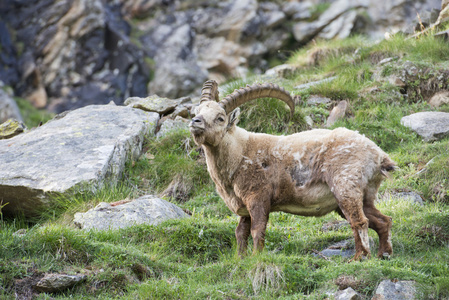 ibex longhorn 羊鹿