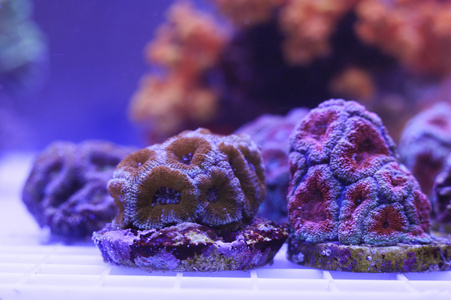 大息肉珊瑚