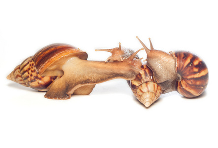 蜗牛 蜗牛 孤立在白色背景上