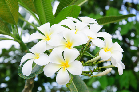 美丽梅香花和鸡蛋花树中开花