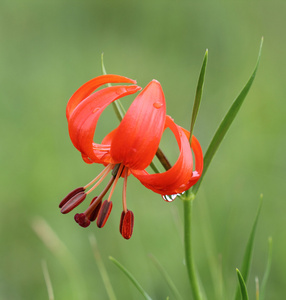 百合花卉矮