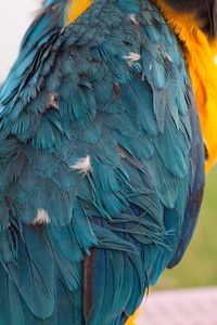 特写的绿色或蓝色和金色的金刚鹦鹉羽毛鹦鹉