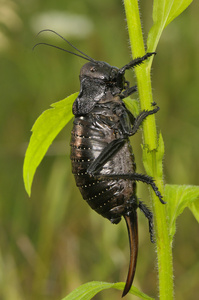 大白板球bradiphorus dasiphus