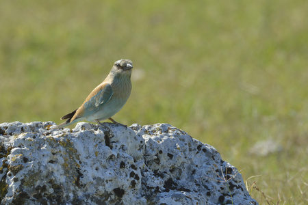 欧洲卷轴garrulus coracias