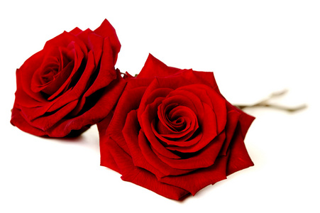 在白色孤立的两个红玫瑰