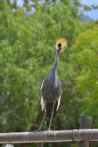 灰冠鹤Balearica Regulorum