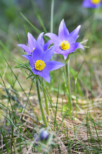 山地帕斯克花蒙大拿脉冲草