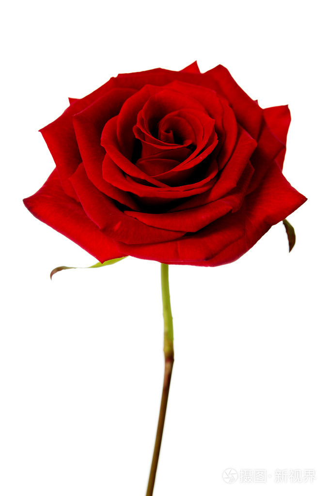 白色背景上分离出一朵红玫瑰