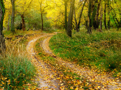 在秋天的森林路